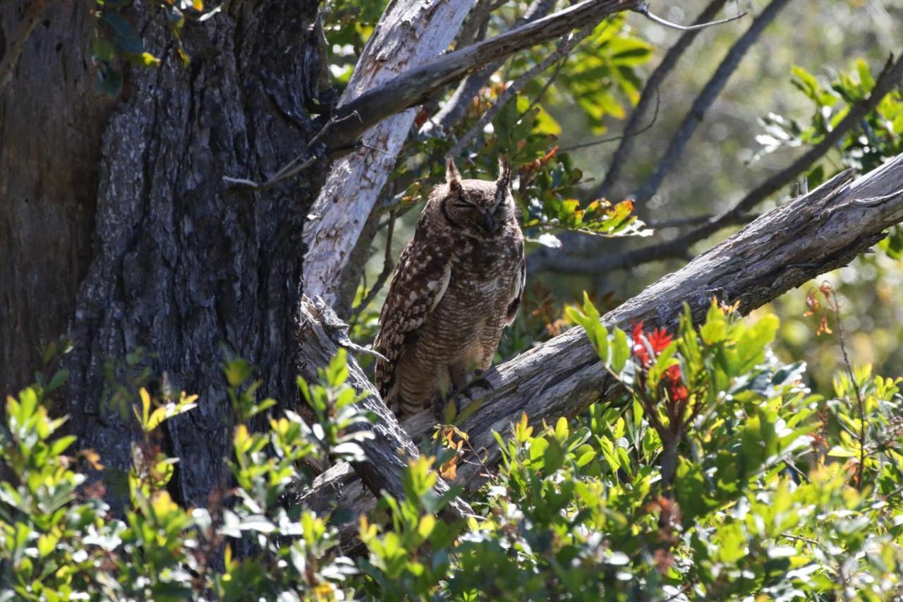 The Wood Owl Natureʼs Valley מראה חיצוני תמונה